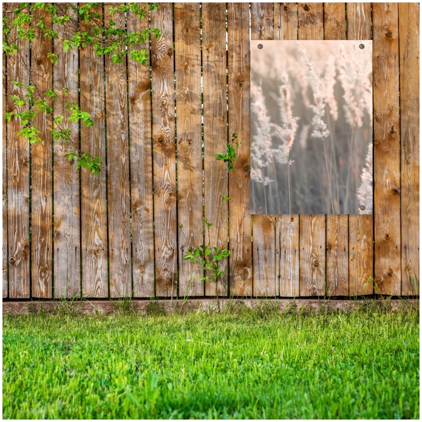 Tuinposter Pampas gras