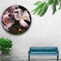 Muur met muurcirkel voor buiten met Kersenbloesem