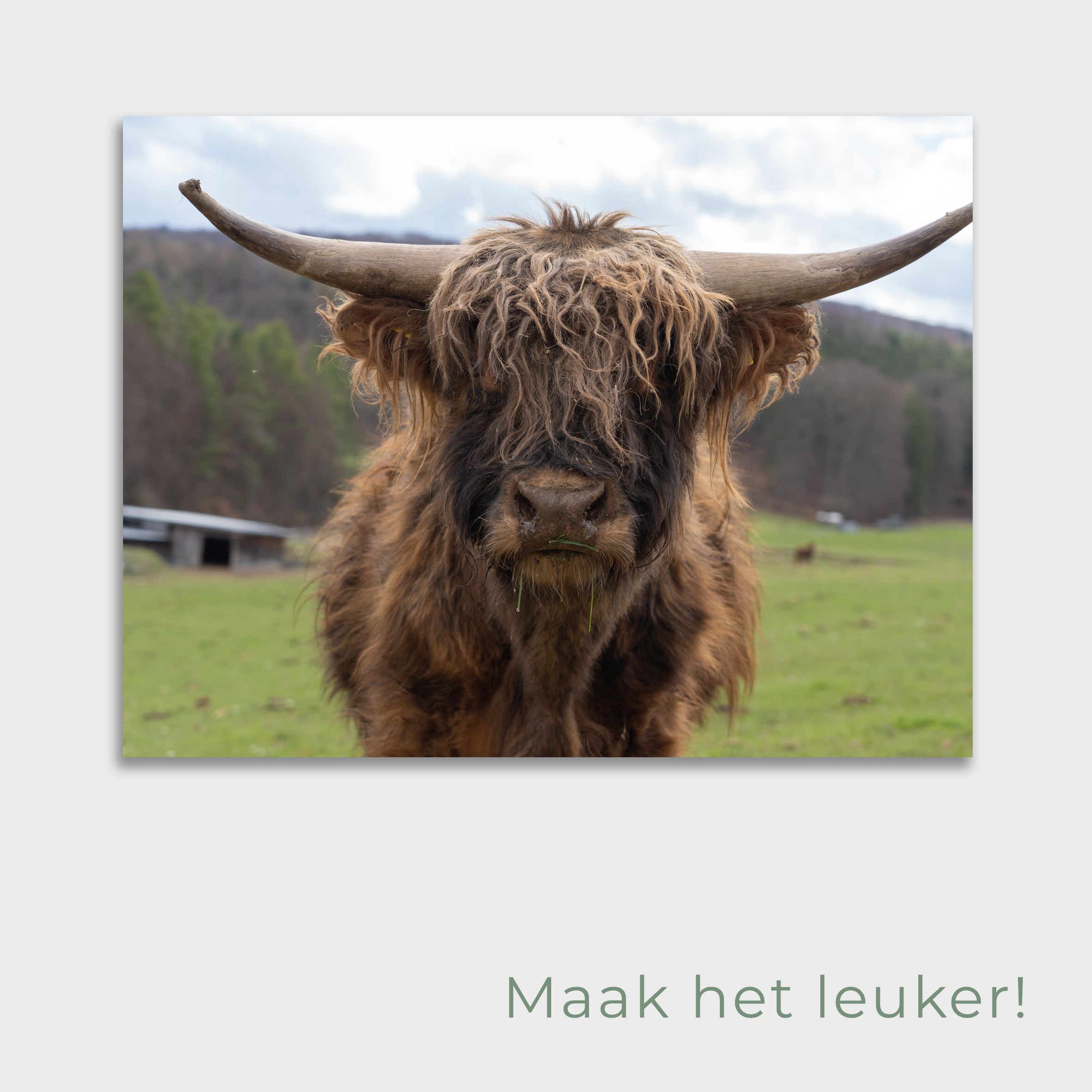 Tuinposter Close up Koe