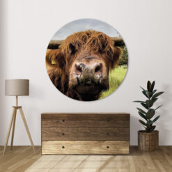 Muurcirkel Schotse hooglander neus