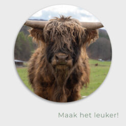 Muurcirkel Schotse Hooglander Close up