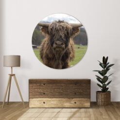 Muurcirkel Schotse Hooglander Close up