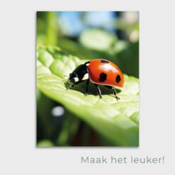 Tuinposter Lieveheersbeestje