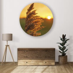 Muurcirkel aan de wand met pluimen