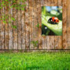 Tuinposter Lieveheersbeestje