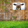 Tuinposter, poster voor in de tuin, koe