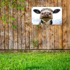 Tuinposter, poster voor in de tuin, koe