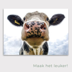 Tuinposter Koe , poster voor in de tuin met koe