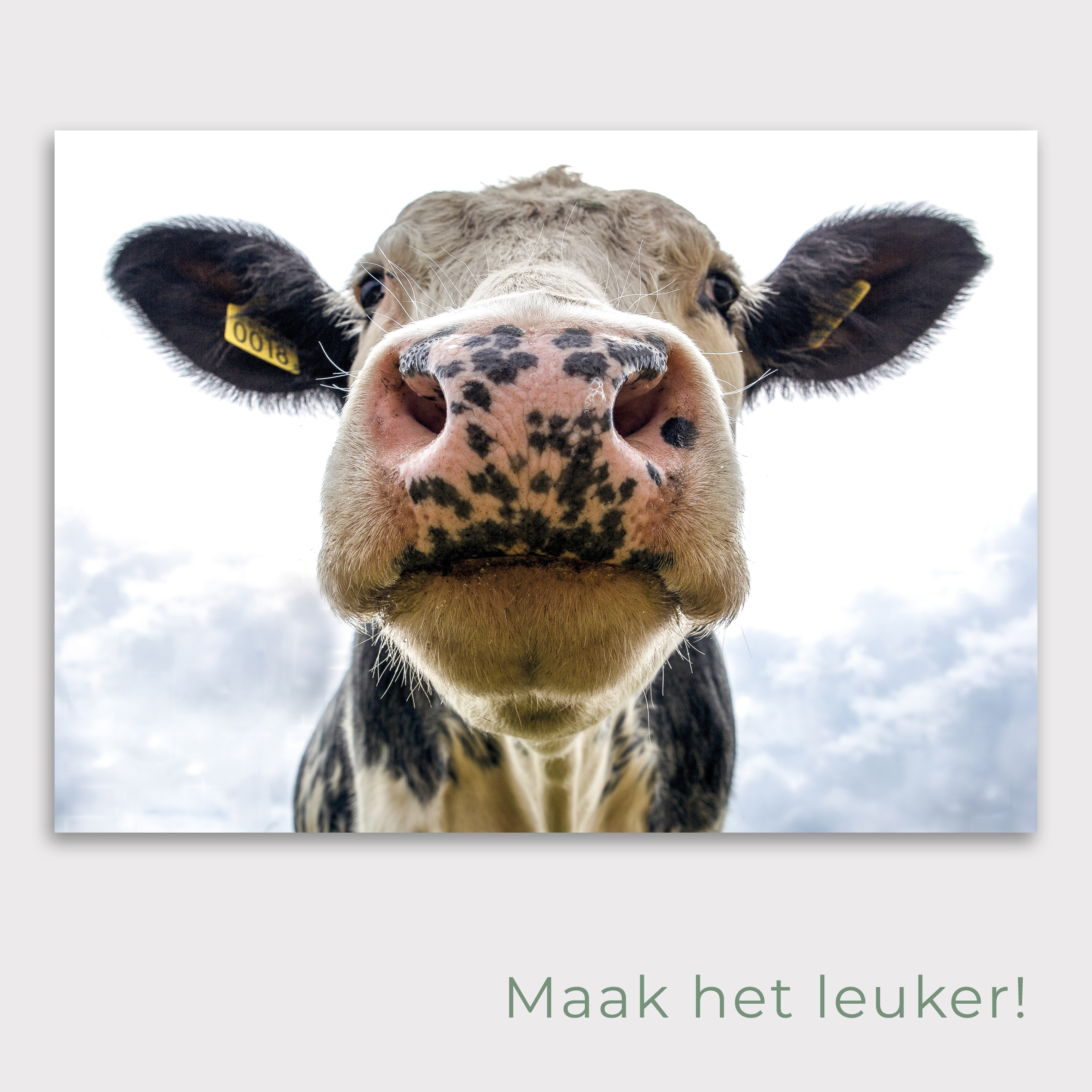 Tuinposter Koe , poster voor in de tuin met koe